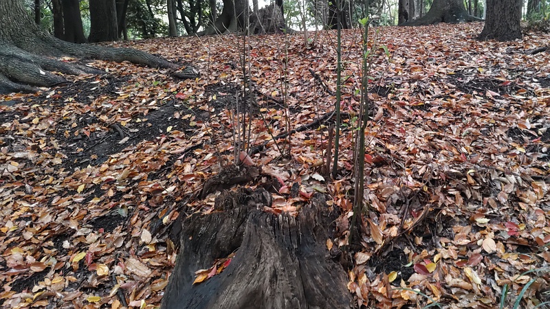 クスノキの切株 東京都大田区平和の森公園