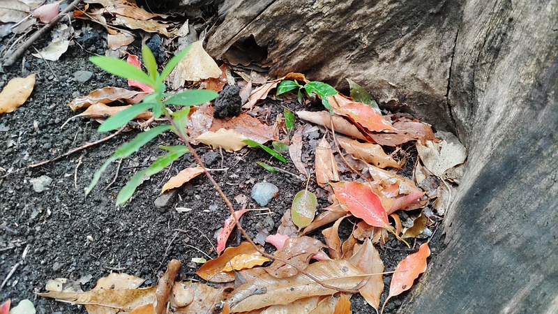 クスノキの切株と新枝 東京都大田区平和の森公園