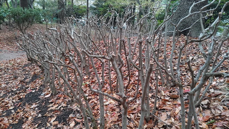 トサミズキの剪定跡 東京都大田区平和の森公園