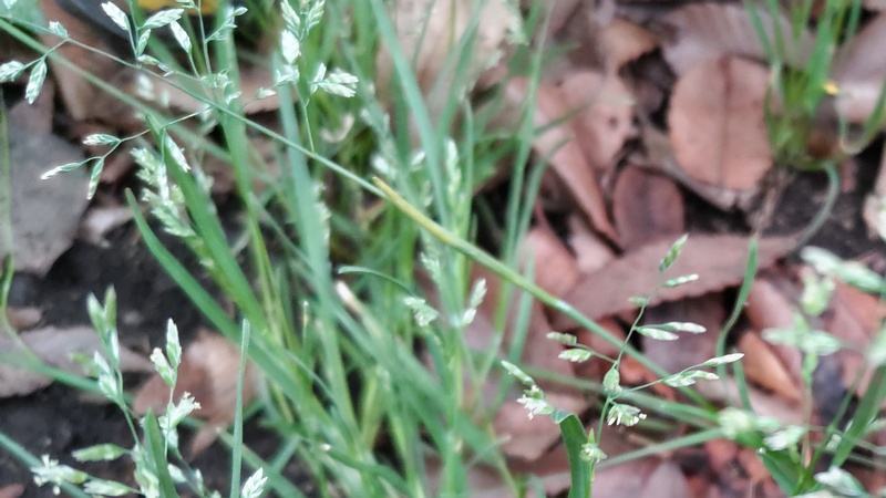 スズメノカタビラの花 東京都大田区平和島公園