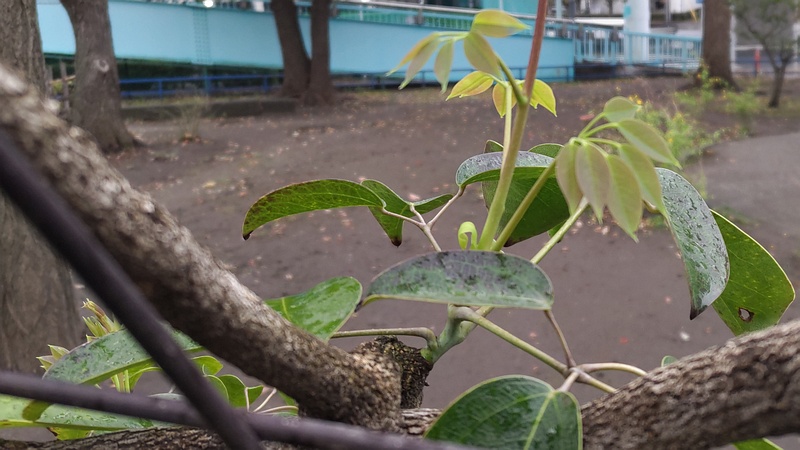 ムベの新芽 東京都大田区平和島公園