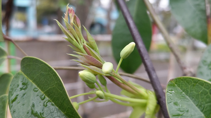 ムベの新芽と蕾 東京都大田区平和島公園