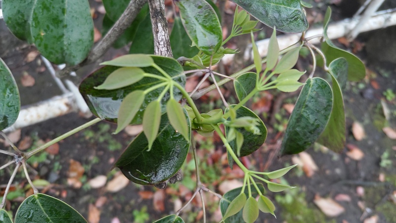 ムベの新芽 東京都大田区平和島公園