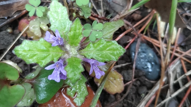 キランソウの花 東京都大田区平和島公園