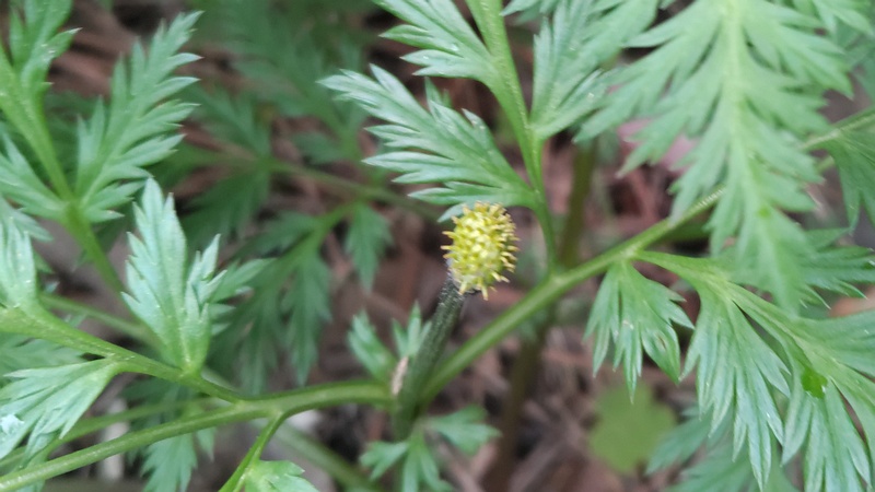 フクジュソウの果実 東京都大田区平和島公園
