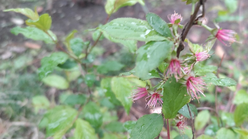花弁が散ったニワウメ 東京都大田区平和島公園