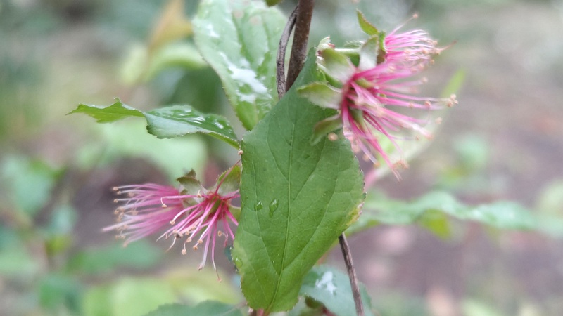 花弁が散ったニワウメ 東京都大田区平和島公園
