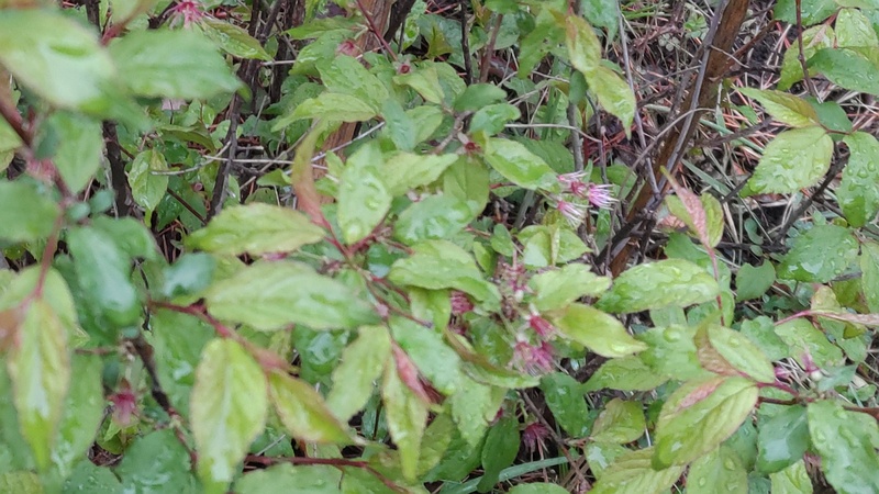 花弁が散ったニワウメ 東京都大田区平和島公園