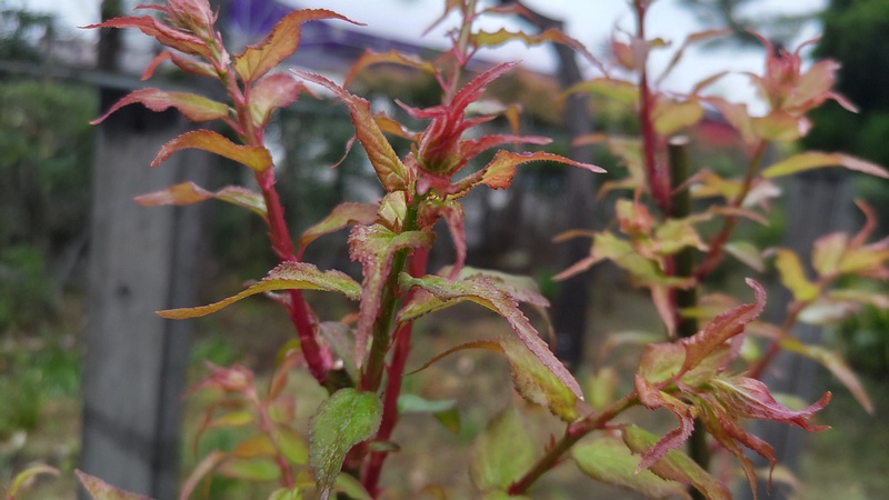 ニワウメの新芽 東京都大田区平和島公園