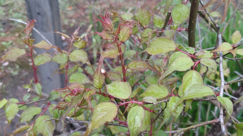 ニワウメの新芽 東京都大田区平和島公園