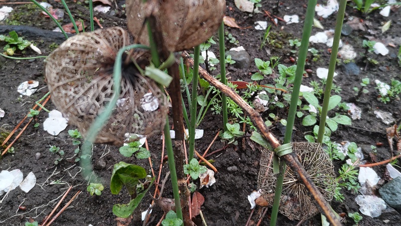 ホオズキ 東京都大田区平和島公園