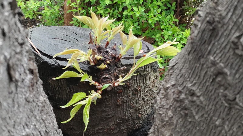 オオシマザクラの切株 東京都大田区平和島公園