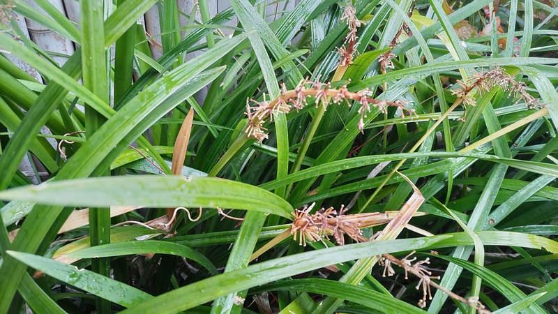 ノシラン 東京都大田区平和島公園