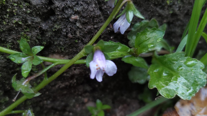 トキワハゼの花 東京都大田区平和島公園