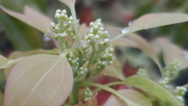 クスノキの蕾 東京都大田区平和島公園