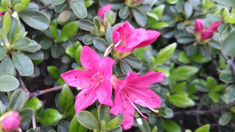 アザレアの花 東京都大田区大和大橋