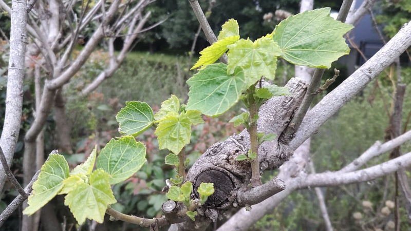 フヨウの新芽 東京都大田区平和島