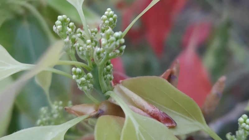 クスノキの蕾 東京都大田区平和島公園