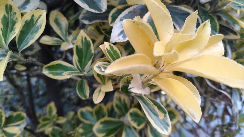 フイリマサキの新芽 東京都大田区平和島公園