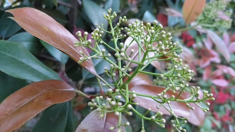 カナメモチの蕾 東京都大田区平和島公園