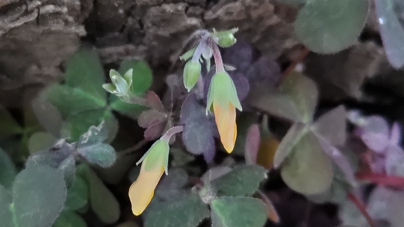 アカカタバミの蕾 東京都大田区平和島公園
