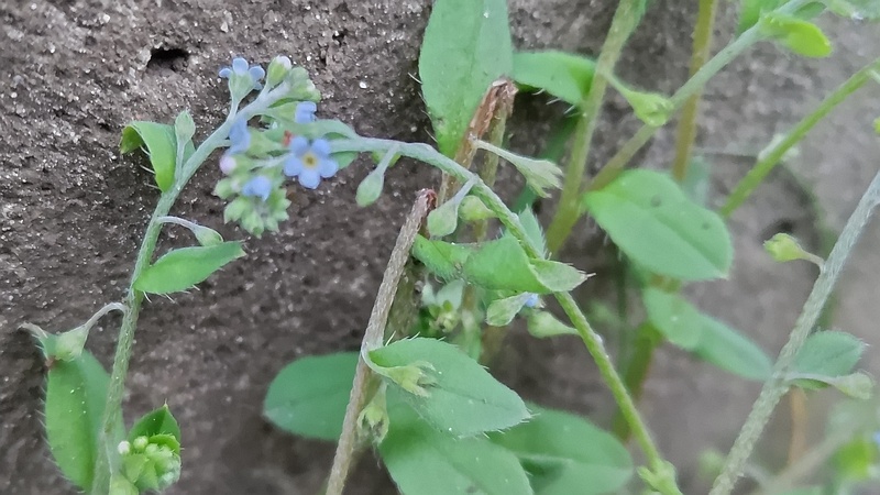 キュウリグサの花 東京都大田区平和島公園