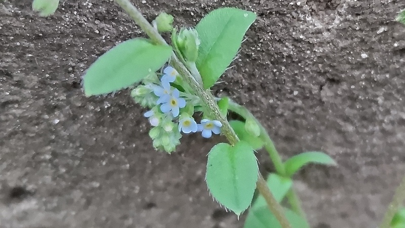キュウリグサの花 東京都大田区平和島公園