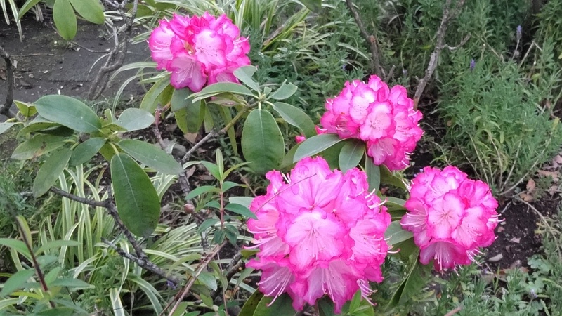 シャクナゲの花 東京都大田区平和島公園