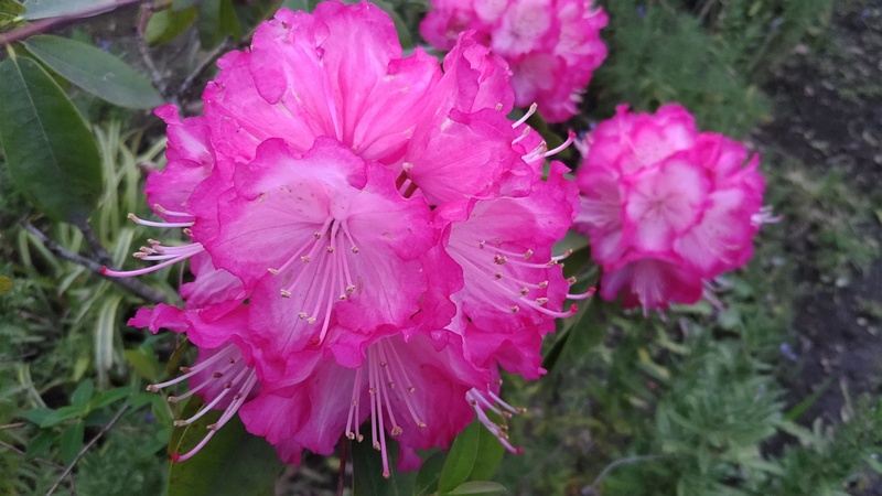 シャクナゲの花 東京都大田区平和島公園