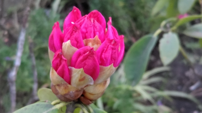 シャクナゲの花 東京都大田区平和島公園