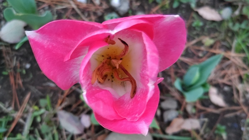 チューリップの花 東京都大田区平和島公園