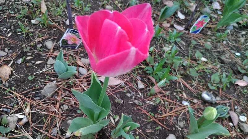 チューリップの花 東京都大田区平和島公園
