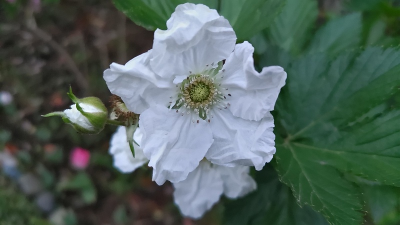 カジイチゴの花 東京都大田区平和島公園