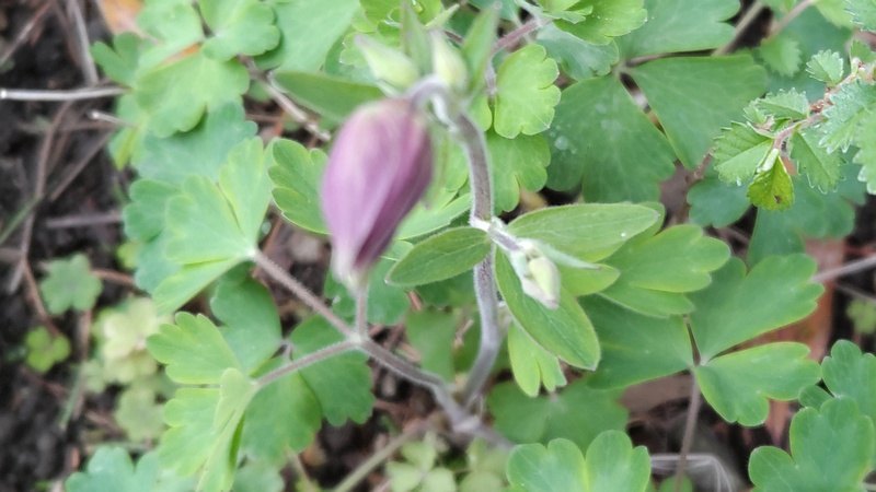セイヨウオダマキの蕾 東京都大田区平和島公園