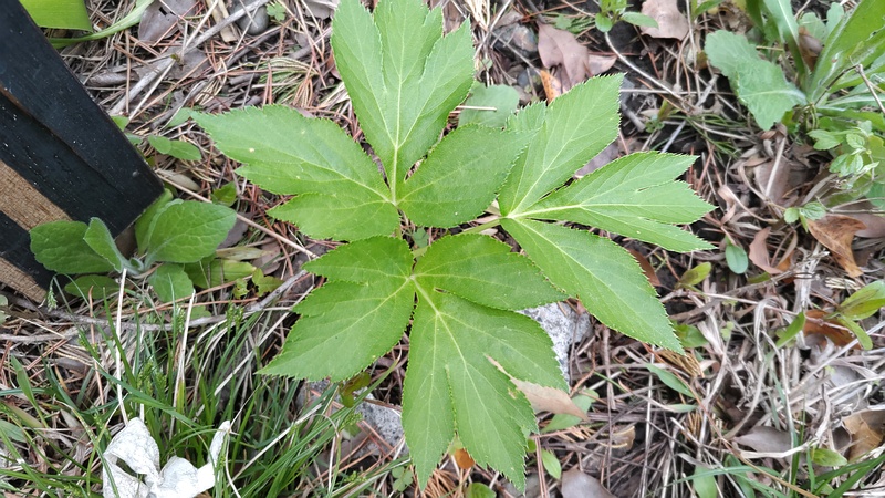 アシタバ 東京都大田区平和島公園