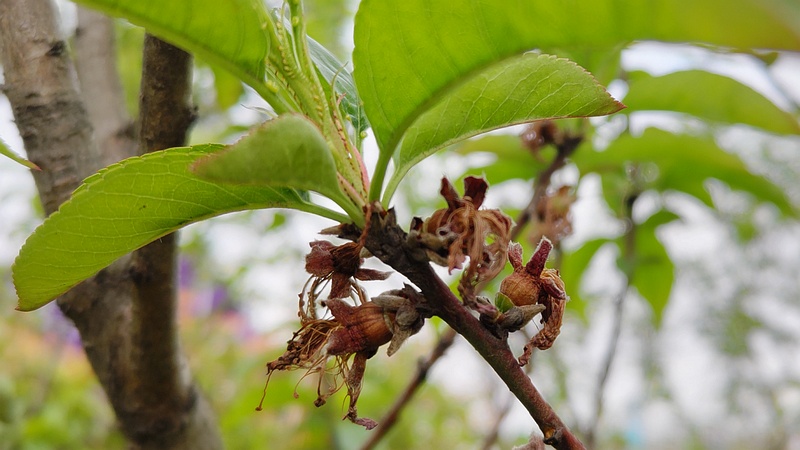 ハナモモの果実 東京都大田区平和島公園