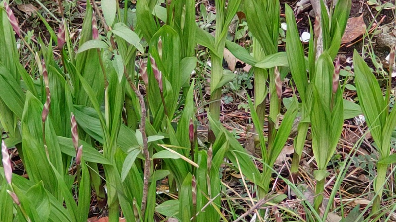 シランの蕾 東京都大田区平和島公園