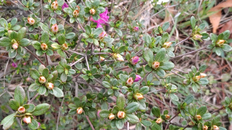 アザレアの蕾 東京都大田区平和島公園