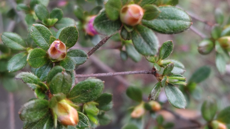 アザレアの蕾 東京都大田区平和島公園