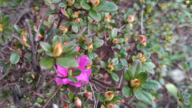 アザレアの蕾 東京都大田区平和島公園