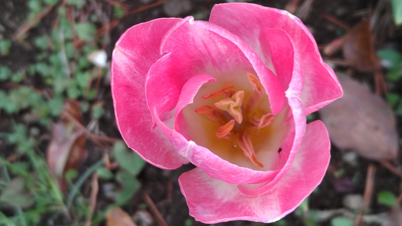 チューリップの花 東京都大田区平和島公園