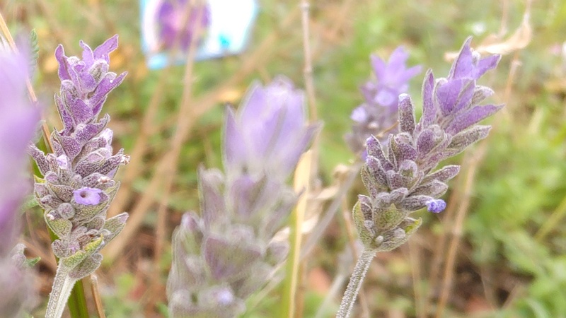 ラベンダーの花 東京都大田区平和島公園