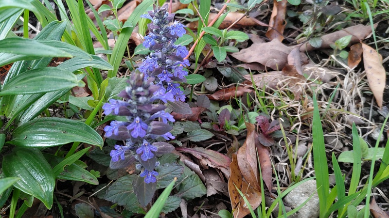 セイヨウジュウニヒトエの花 東京都大田区平和島公園