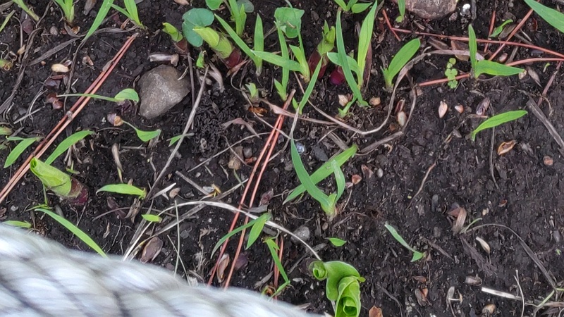 オオバギボウシの芽 東京都大田区平和島公園