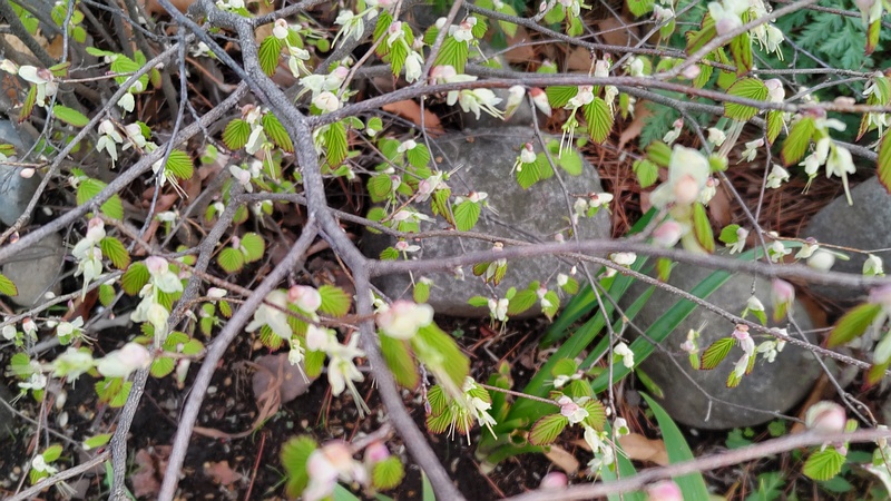 ヒュウガミズキの花 東京都大田区平和島公園