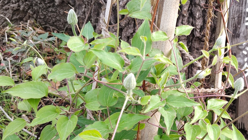 クレマチスの蕾 東京都大田区平和島公園