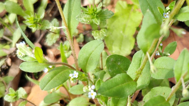 キュウリグサの花 東京都大田区平和島公園