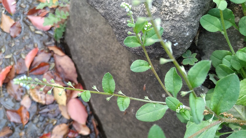 キュウリグサの花 東京都大田区平和島公園