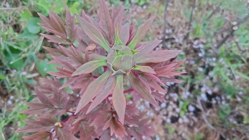 ボタンの蕾 東京都大田区平和島公園