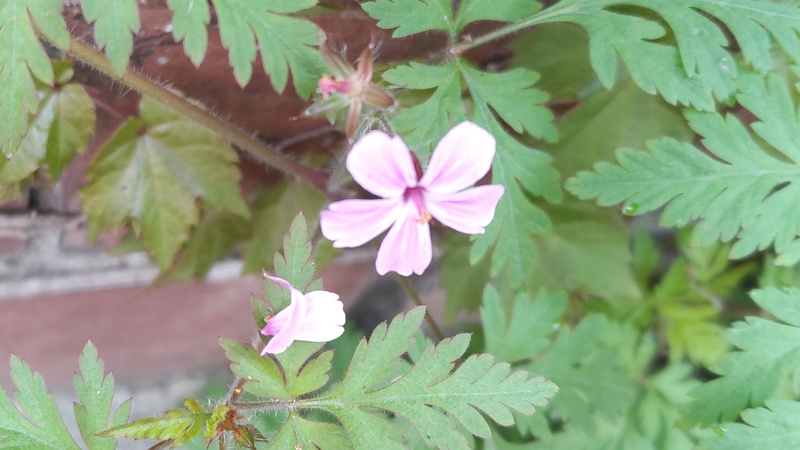 ヒメフウロの花 横浜市旭区中希望が丘